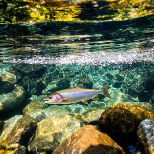 Spooked trout darting away from angler's shadow in crystal clear mountain stream with ripples spreading across water